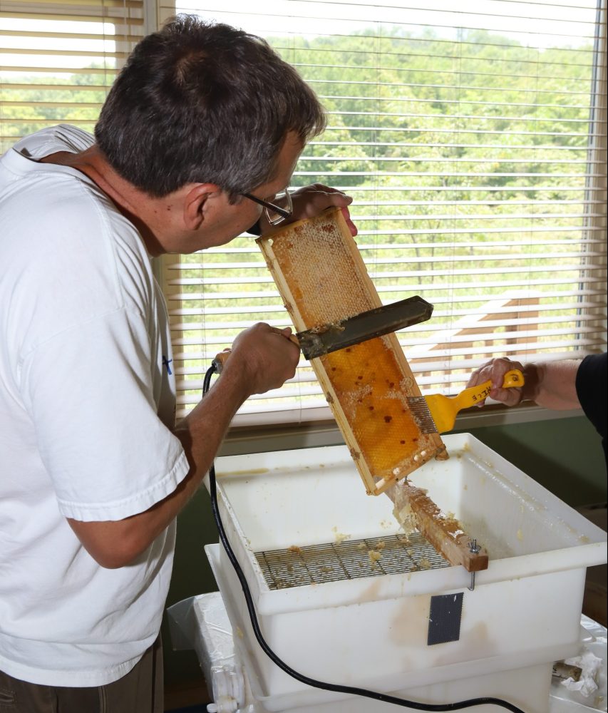 Man working with a hot knife to remove cappings wax from a medium honey super. He is working over a large white uncapping tub with the frame resting on a piece of wood with a screw in it to hold the bottom of the frame.