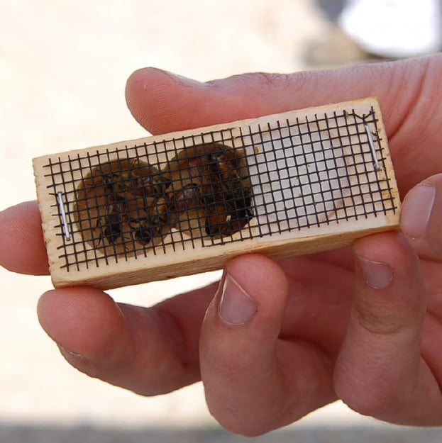 Hand holding a box with queen bees